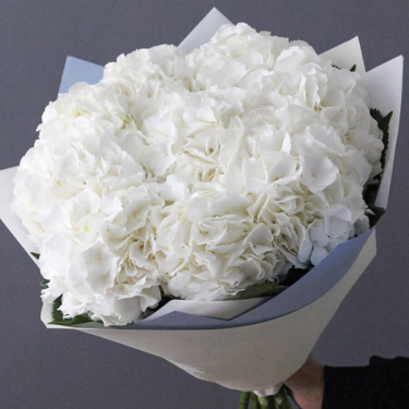 Букеты с белыми гортензиями  Букеты с белыми гортензиями