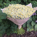 101 ромашка в букете 101 ромашка в букете