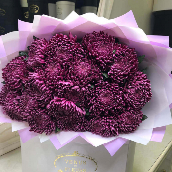 19 бордовых крупных хризантем