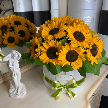 19 подсолнухов в коробке 19 подсолнухов в коробке