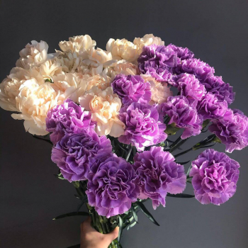 41 бело-фиолетовая гвоздика в букете 41 бело-фиолетовая гвоздика в букете