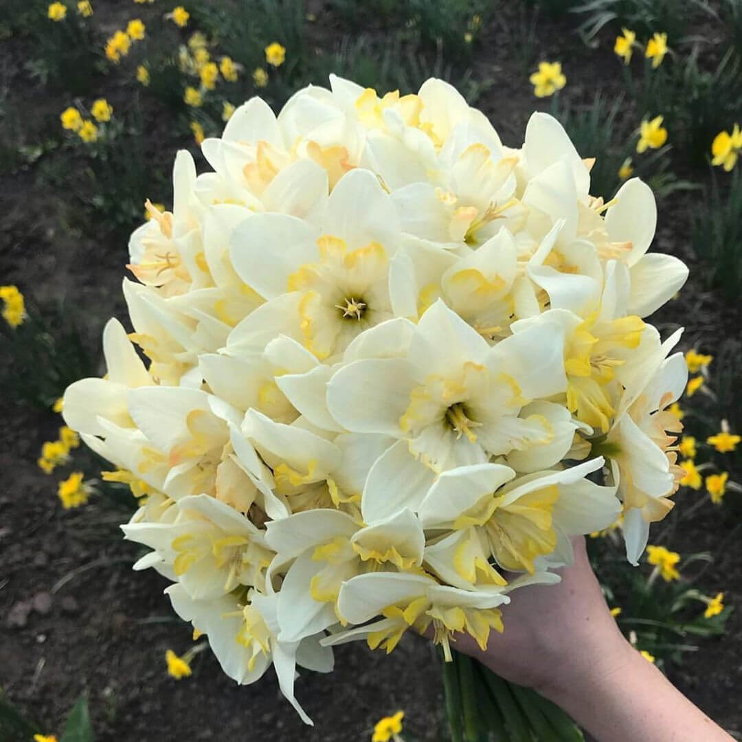 29 белых нарциссов в букете 29 белых нарциссов в букете