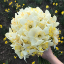 29 белых нарциссов в букете 29 белых нарциссов в букете