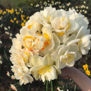 29 белых нарциссов в букете 29 белых нарциссов в букете