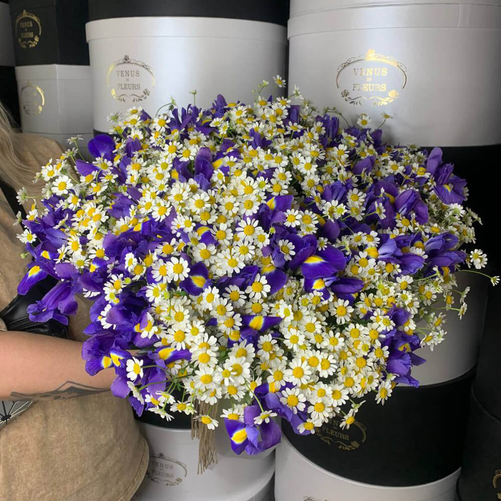 25 ромашек с 50 ирисами в букете 25 ромашек с 50 ирисами в букете