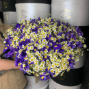 25 ромашек с 50 ирисами в букете 25 ромашек с 50 ирисами в букете