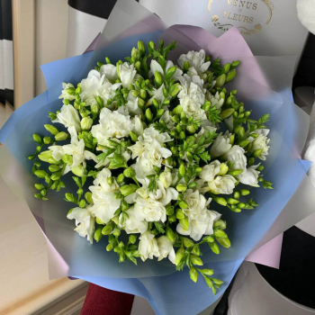 51 белая фрезия 51 белая фрезия