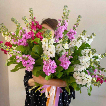 25 бело-розовых маттиол