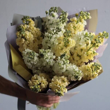 19 бело-желтых маттиол в букете