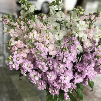 41 бело-розовая маттиола в букете