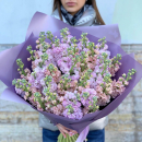 51 нежно-фиолетовая маттиола в букете 51 нежно-фиолетовая маттиола в букете