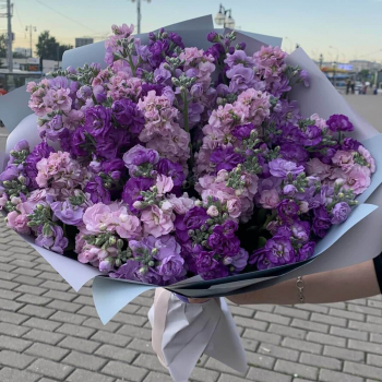 51 розово-фиолетовая маттиола