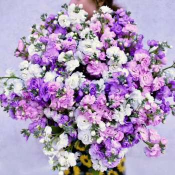 Микс маттиол в букете - 51 шт.