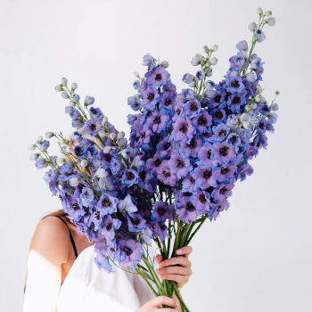 19 фиолетовых дельфиниумов