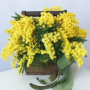 9 мимоз в кашпо 9 мимоз в кашпо