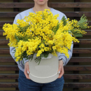 9 мимоз в коробке 9 мимоз в коробке