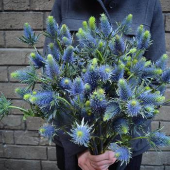 19 эрингиумов в букете