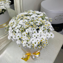 Хризантемы с ромашками - 35 шт. Хризантемы с ромашками - 35 шт.