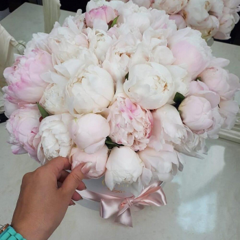 Белые пионы в коробке от 9 шт. Белые пионы в коробке от 9 шт.