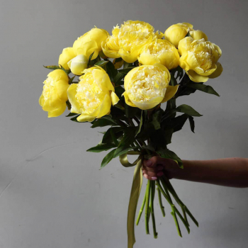 9 лимонных пионов в букете 9 лимонных пионов в букете