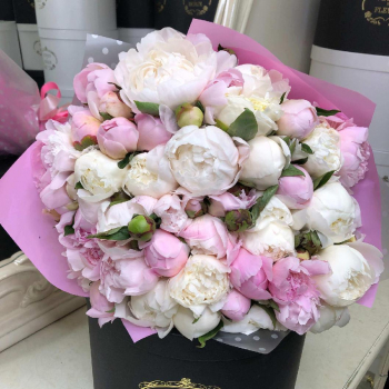 51 бело-розовый пион в букете