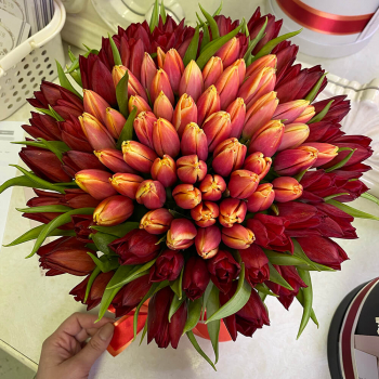 Огненные тюльпаны - 101 шт.