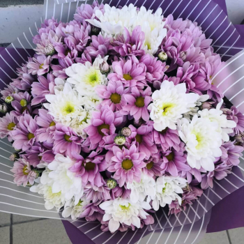 15 бело-розовых хризантем в букете