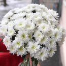 15 белых кустовых хризантем в букете 15 белых кустовых хризантем в букете