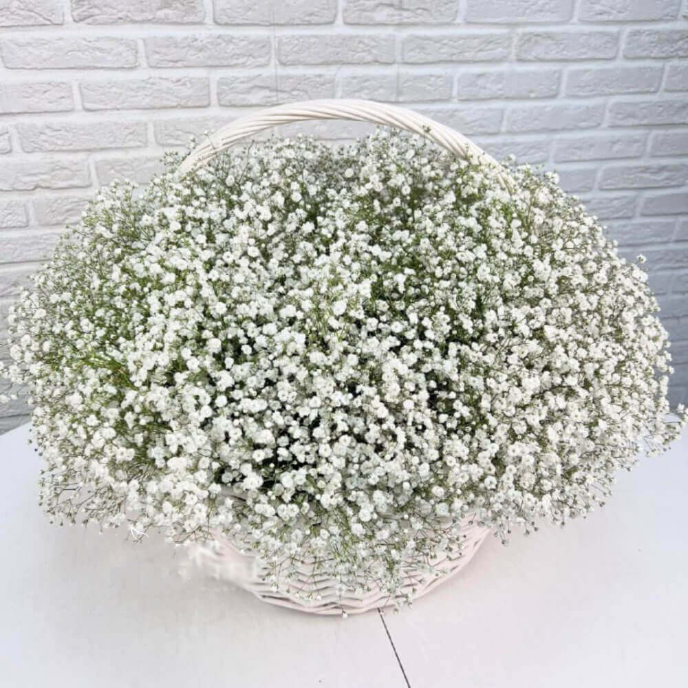 51 белая гипсофила в корзине 51 белая гипсофила в корзине