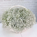 51 белая гипсофила в корзине 51 белая гипсофила в корзине