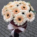 15 белых гербер в коробке 15 белых гербер в коробке