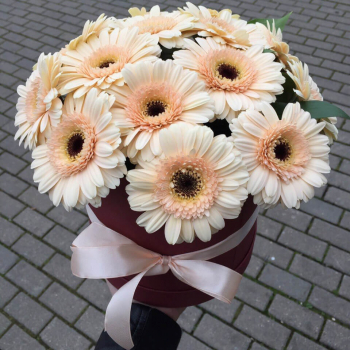 15 белых гербер в коробке 15 белых гербер в коробке