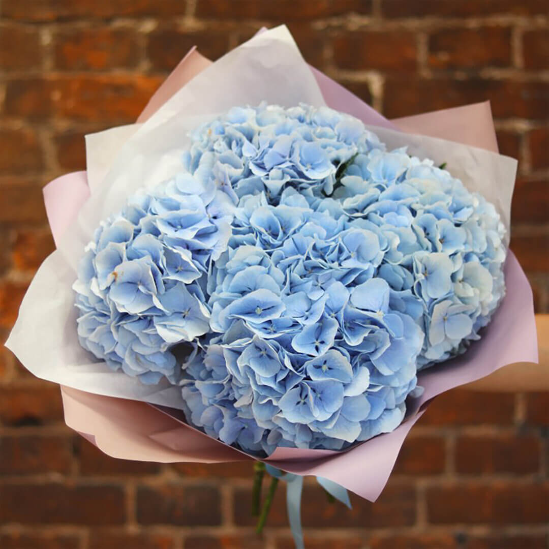 Голубые гортензии в букете от 3 шт. Голубые гортензии в букете от 3 шт.