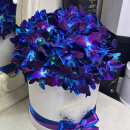 51 синяя орхидея в коробке 51 синяя орхидея в коробке