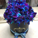 51 синяя орхидея в коробке 51 синяя орхидея в коробке