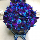 51 синяя орхидея в коробке 51 синяя орхидея в коробке