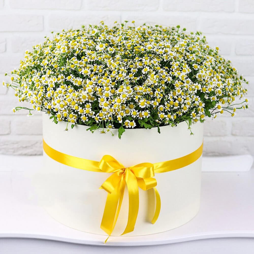 51 кустовая ромашка в коробке 51 кустовая ромашка в коробке