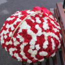 401 красно-белая гвоздика в корзине 401 красно-белая гвоздика в корзине