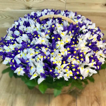 Микс из 201 ириса в корзине