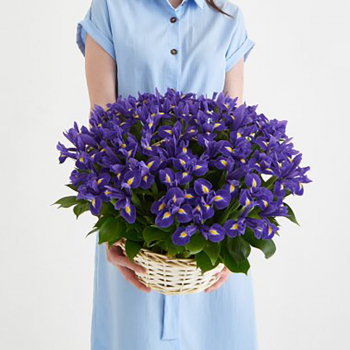 51 ирис в корзине 51 ирис в корзине