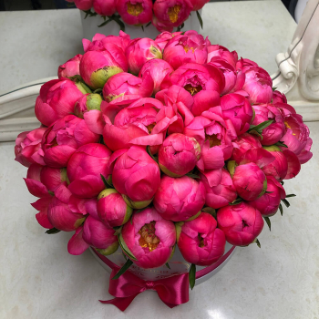 Коралловые пионы в коробке - 51 шт.