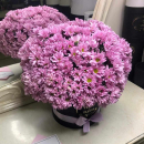 Фиолетовые хризантемы от 9 шт. Фиолетовые хризантемы от 9 шт.