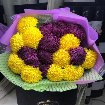 19 желто-фиолетовых крупных хризантем