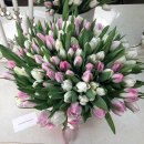 Бело-розовые тюльпаны в коробке - 101 шт. Бело-розовые тюльпаны в коробке - 101 шт.