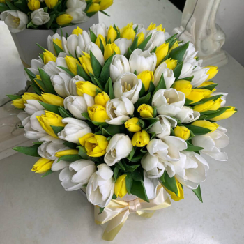 Бело-желтые тюльпаны в коробке от 101 шт.