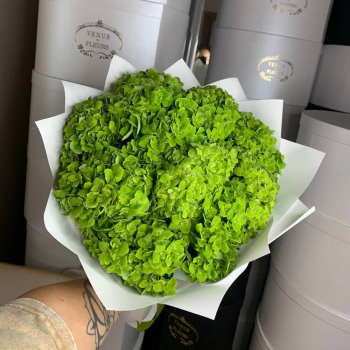 Зеленые гортензии в букете - 9 шт. Зеленые гортензии в букете - 9 шт.