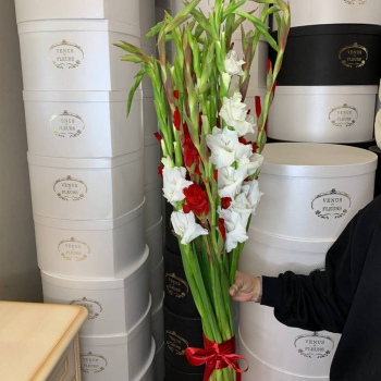 19 бело-красных гладиолусов