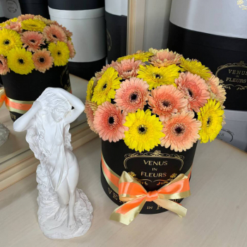 Герберы персиковые микс от 19 шт. Герберы персиковые микс от 19 шт.