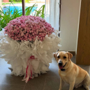 101 розовая кустовая роза в пышном букете 101 розовая кустовая роза в пышном букете