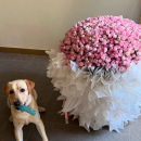 101 розовая кустовая роза в пышном букете 101 розовая кустовая роза в пышном букете